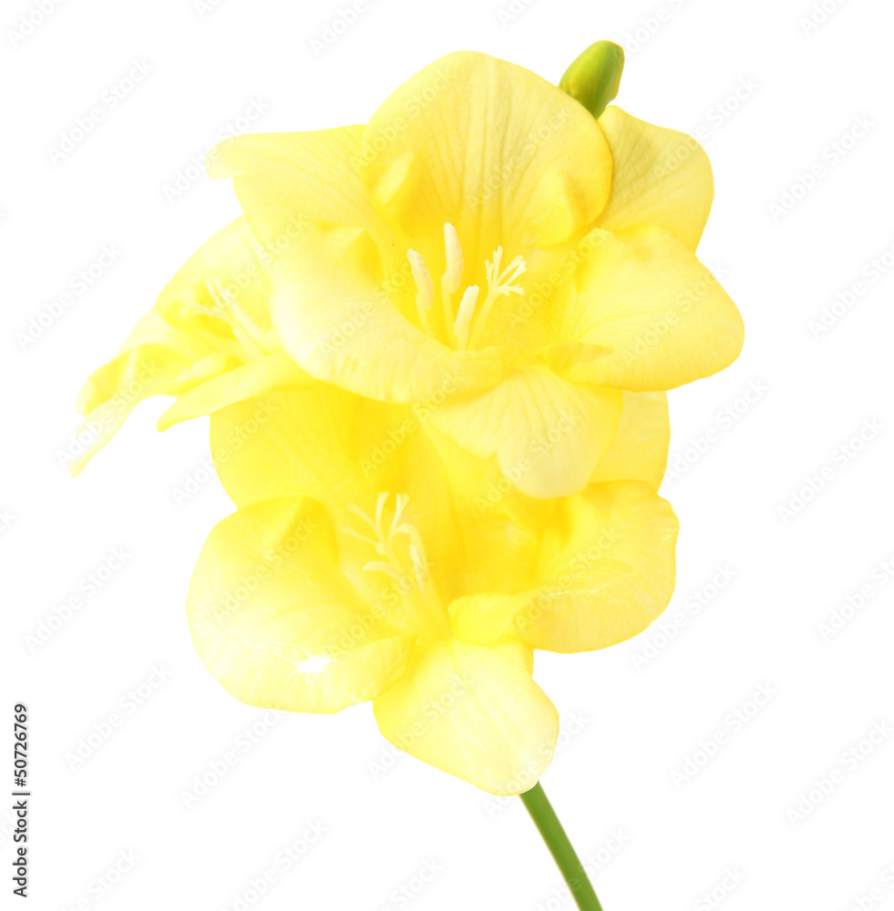 Yellow freesia flower, isolated on white Yellow freesia flower, isolated on white