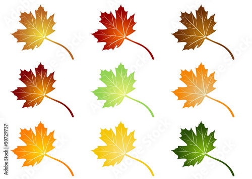 Couleurs des feuilles -  feuillage - Automne