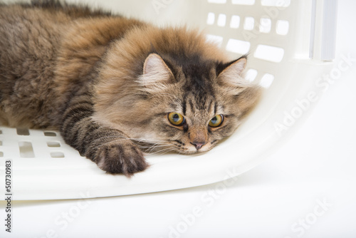 Close Up Persian cat sleep inside the basket