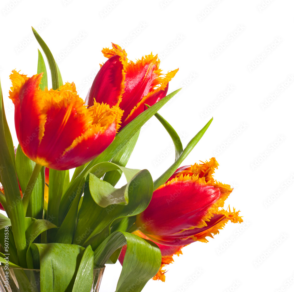 Naklejka premium Beautiful red tulips
