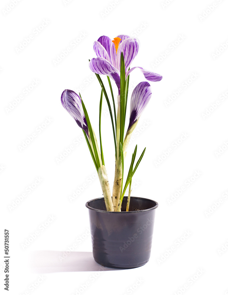 lilac flower crocus