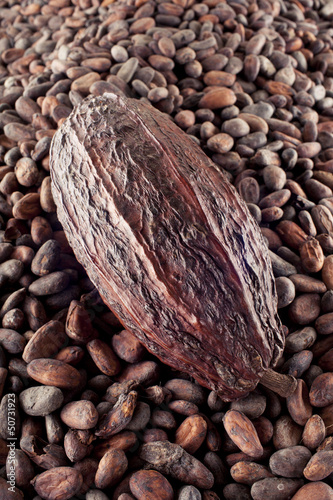 cocoa bean on a cocoa beans background