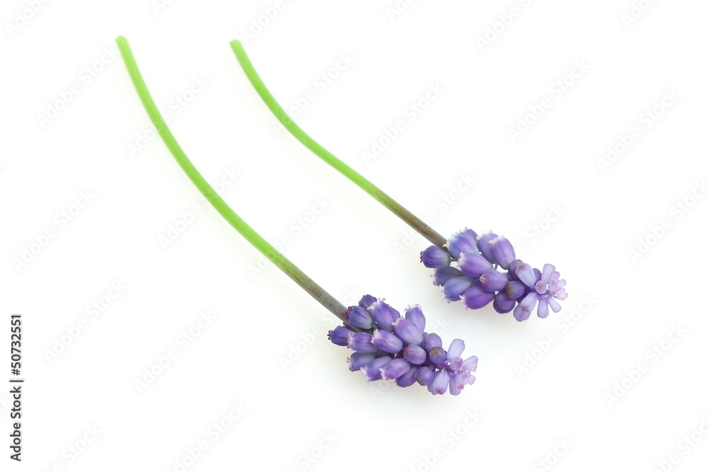 Fototapeta Muscari - Grape Hyacinth