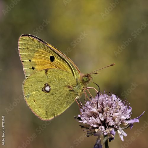 Colias crocea, Wander-Gelbling - Common Clouded Yellow photo