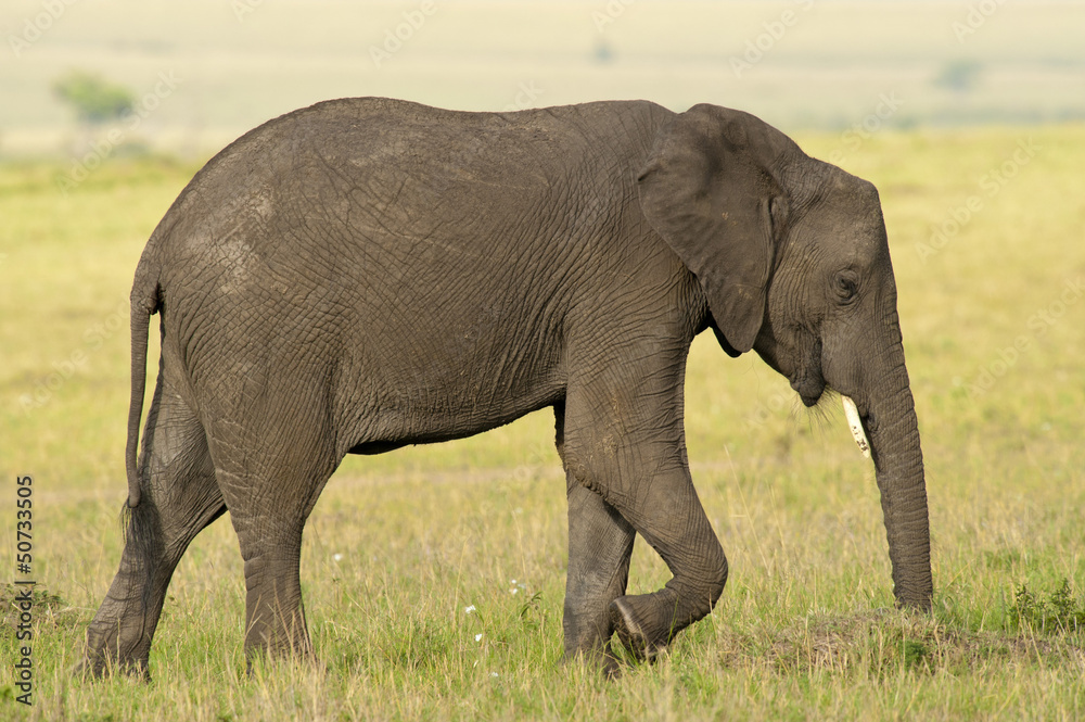 Obraz premium Elephant in the Savannah