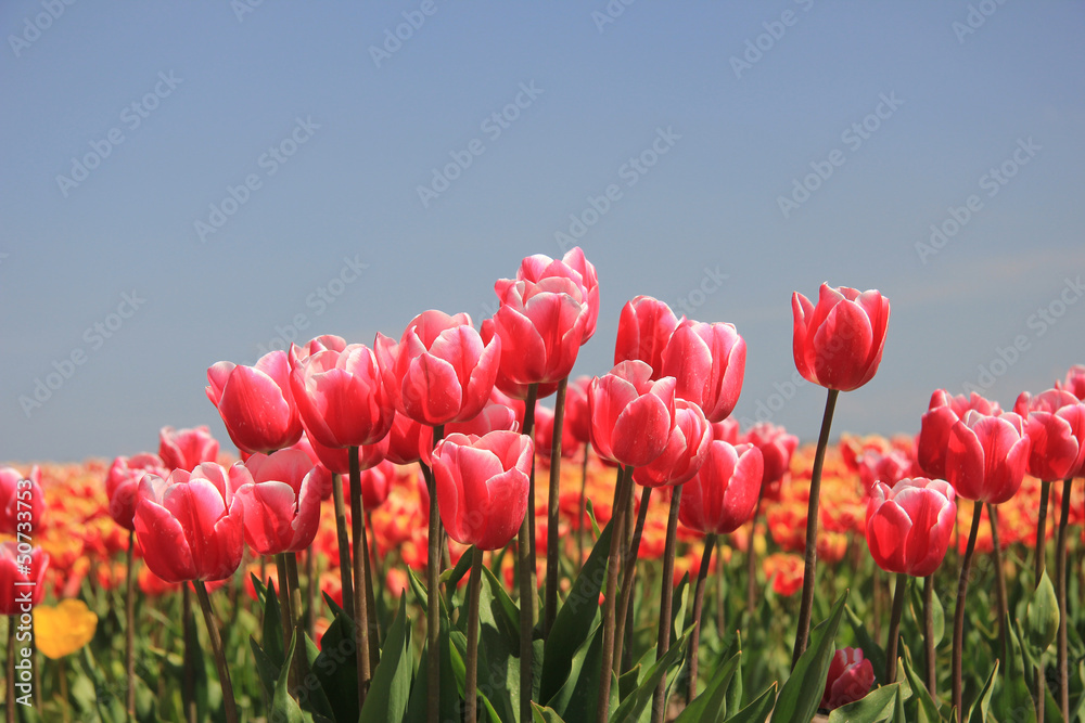 Pink tulips growing on a fiield