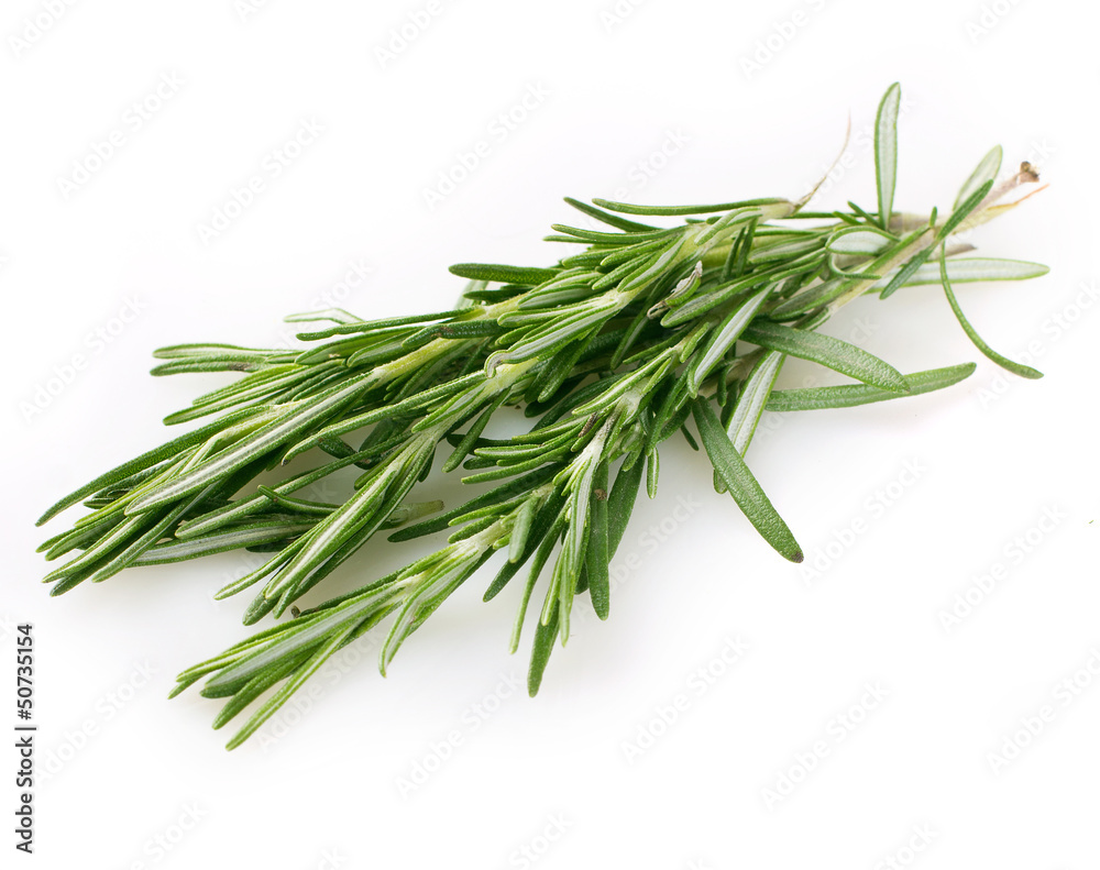 Fototapeta premium Fresh rosemary