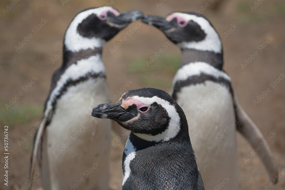 Naklejka premium Magellanic penguin, Atlantic Coast, Patagonia