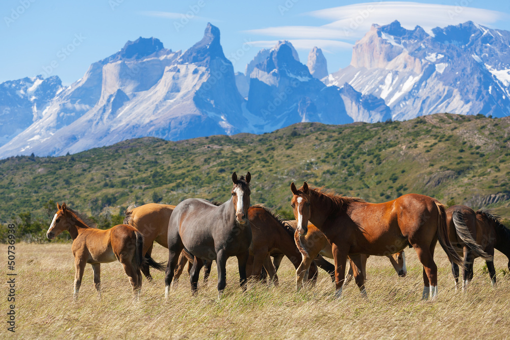 Wild horses in the National Park Torres del Paine, Chile