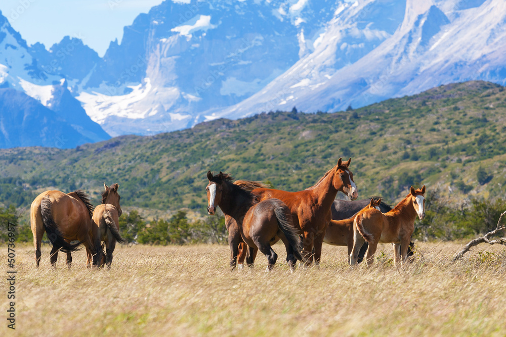 Wild horses in the National Park Torres del Paine, Chile