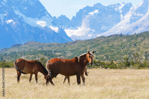 Wild horses in the National Park Torres del Paine  Chile