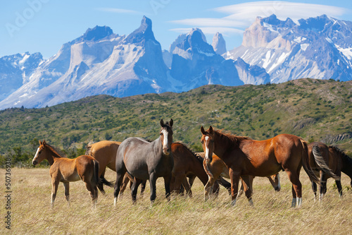 Wild horses in the National Park Torres del Paine, Chile © sunsinger