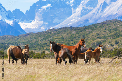 Wild horses in the National Park Torres del Paine, Chile