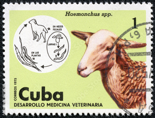 stamp shows Sheep in the theme of Veterinary Medicine photo