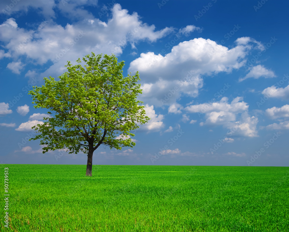 beautiful green tree among a fields beautiful green tree among a fields