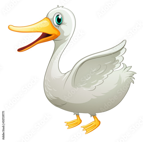 A white fat duck