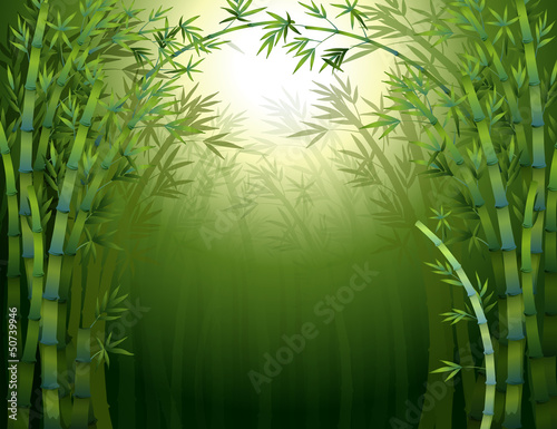 A dark bamboo forest
