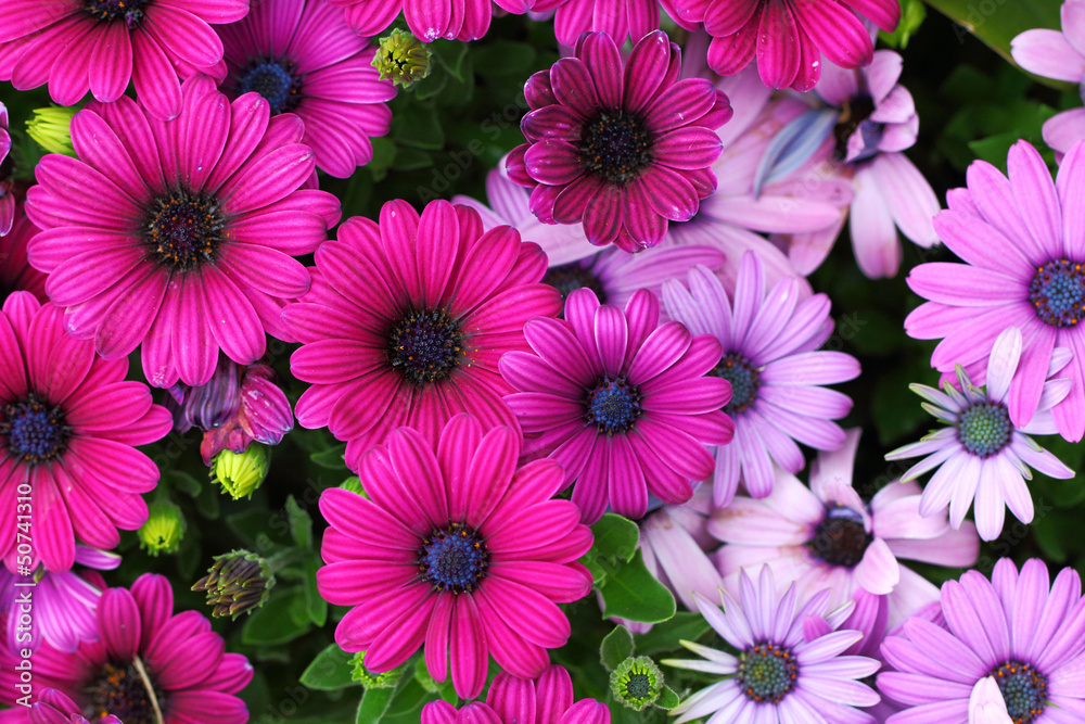 flower field flower field