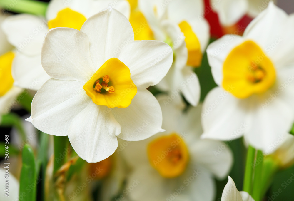 narcissus flower