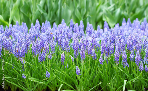 flower, muscari botryoides photo