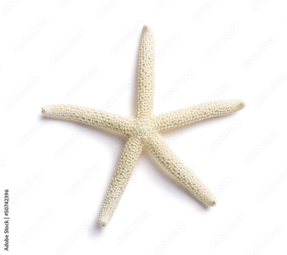 White Finger Starfish isolated. Sea stars and shells. White Finger Starfish isolated. Sea stars and shells.