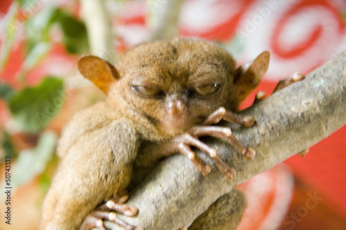Tarsier Monkey - Bohol - Filippine