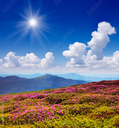 Blooming mountain valleys