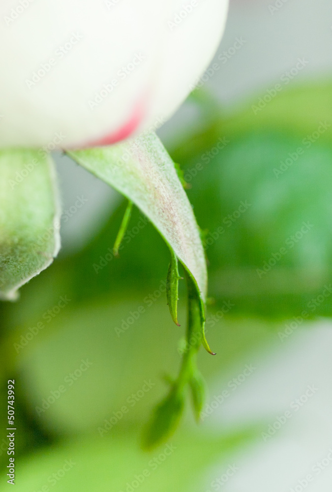Fototapeta premium Tender pink violet pastel roses macro