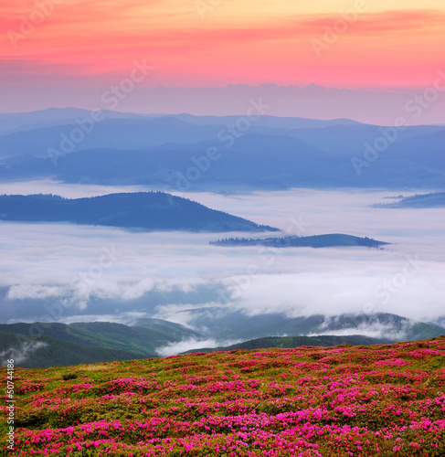 Fototapeta Naklejka Na Ścianę i Meble -  Morning with red flowers and fog