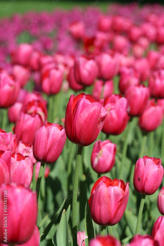 Fototapeta premium Tulip meadow