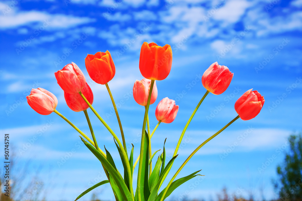 Fototapeta premium Tulpenstrauß