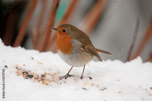 Canvas Print Robin redbreast on snow with seeds
