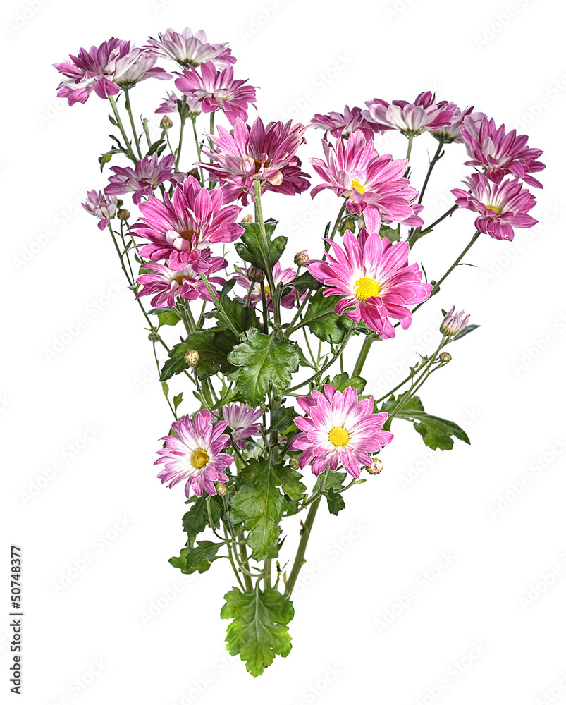 Obraz premium chrysanthemum