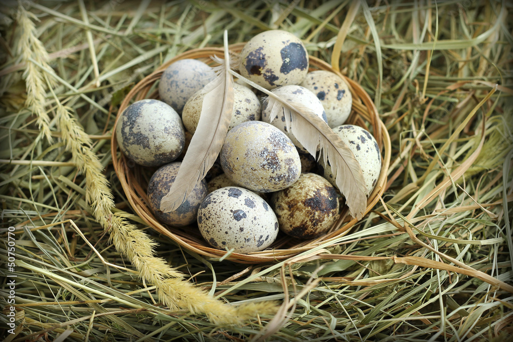 Fototapeta premium Quail eggs in wicker basket, close-up