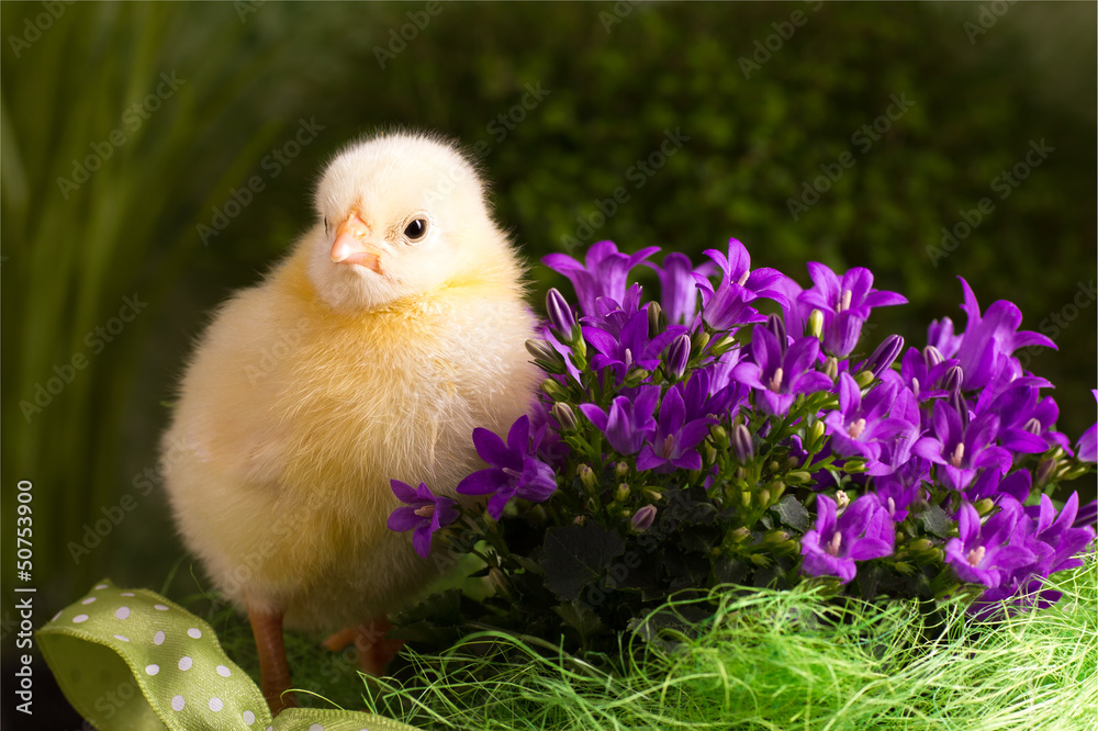 Beautiful little chicken Beautiful little chicken
