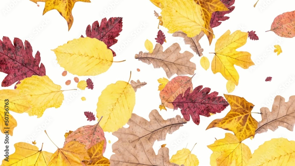 Falling Leaves as background video (with Alpha)