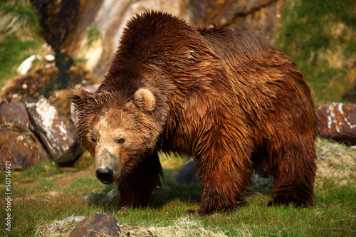 Brown bear,Kamchatka, photo