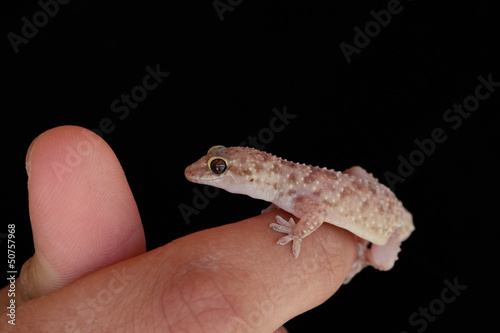 Gecko lizard on my finge