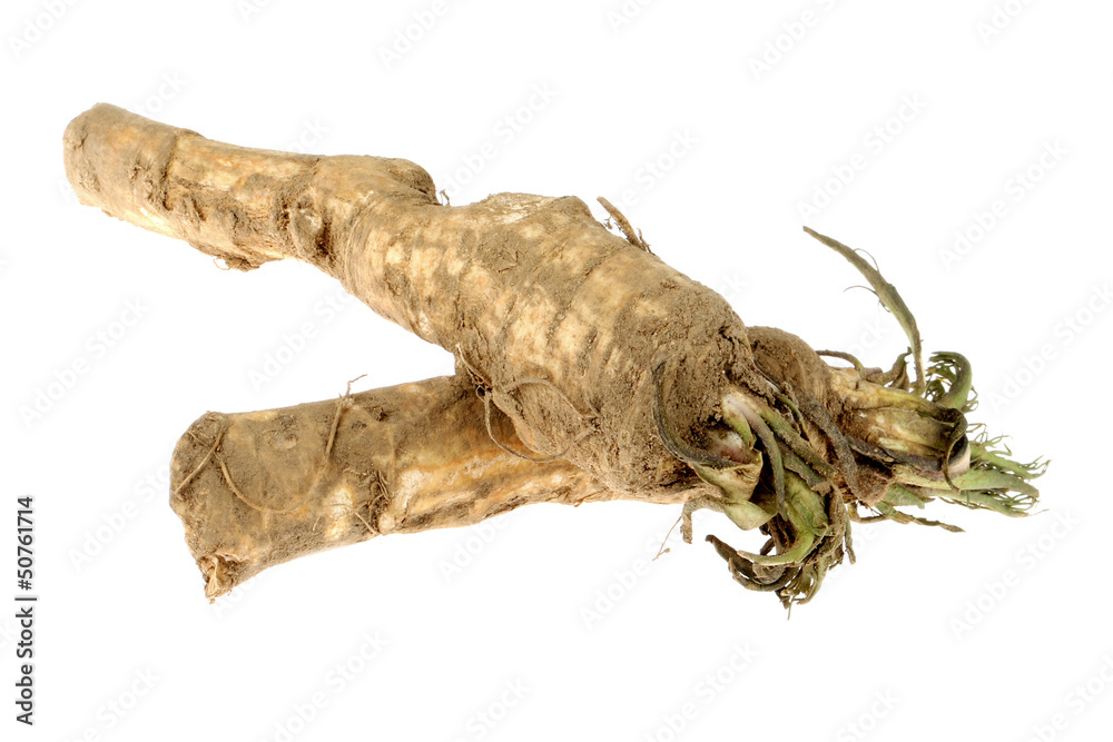 Horseradish Root Horseradish Root