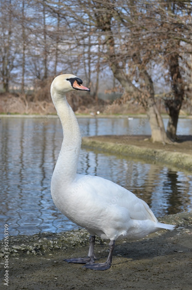 Cigno Cigno