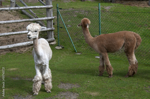 Brown and white llamas photo