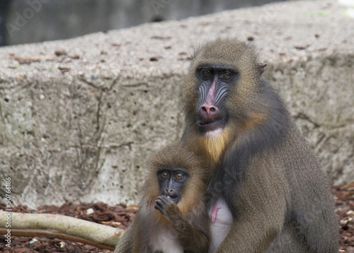 Naklejka Mandrill monkey with young