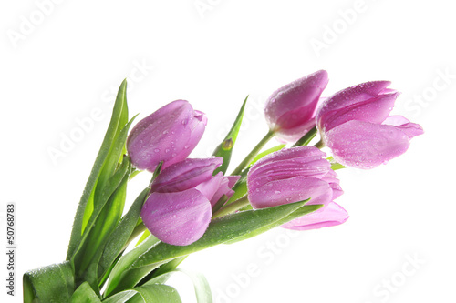 Beautiful bouquet of purple tulips, isolated on white