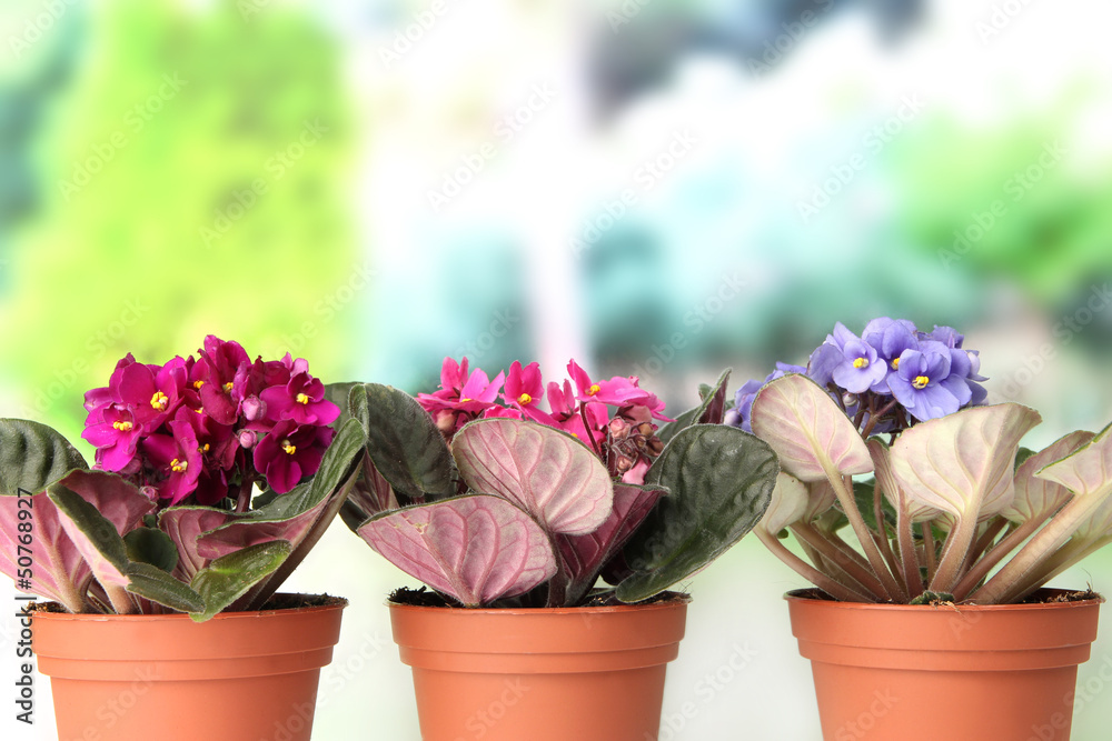 Bright saintpaulias in flowerpots, on natural background