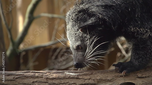 Binturong walks in slow motion over tree trunk