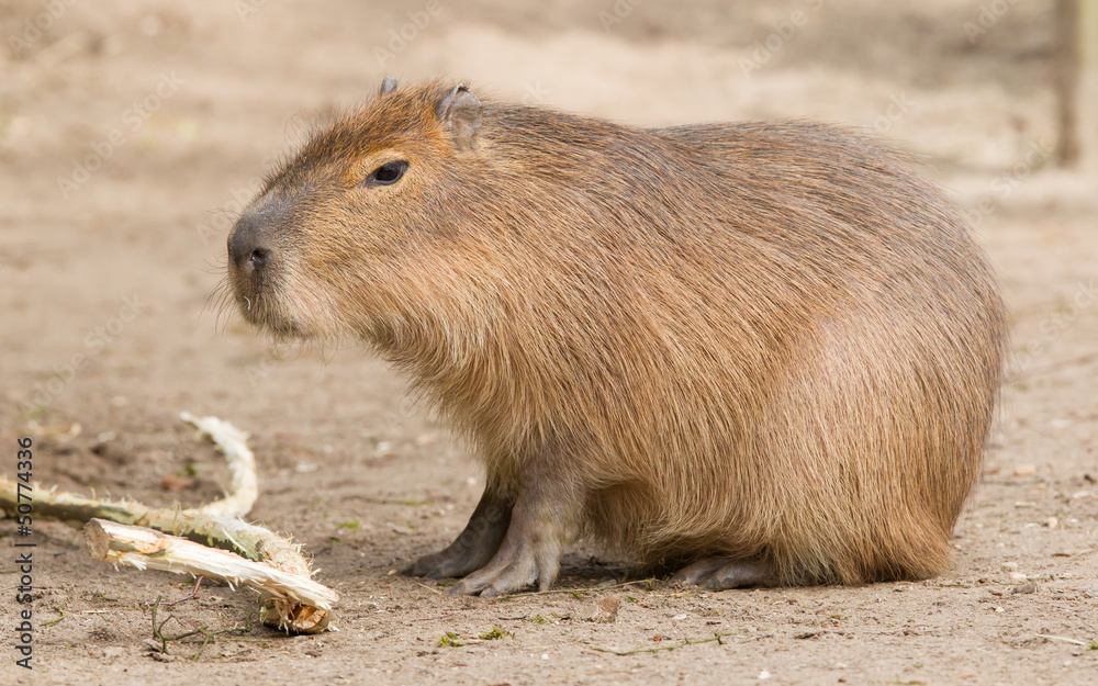 Capybara (Hydrochoerus hydrochaeris) sitting in the sand Capybara (Hydrochoerus hydrochaeris) sitting in the sand