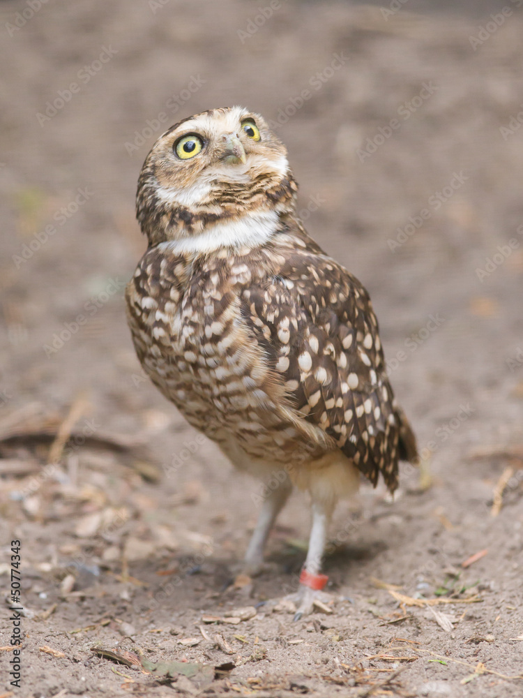 Burrowing owl (Athene cunicularia) in captivity Burrowing owl (Athene cunicularia) in captivity