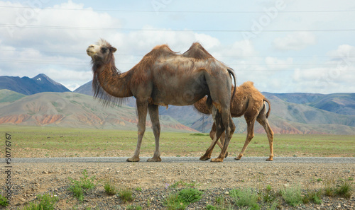 Bactrian camels