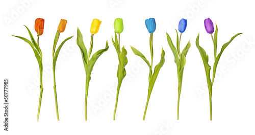 a row from seven tulips of colors of a rainbow