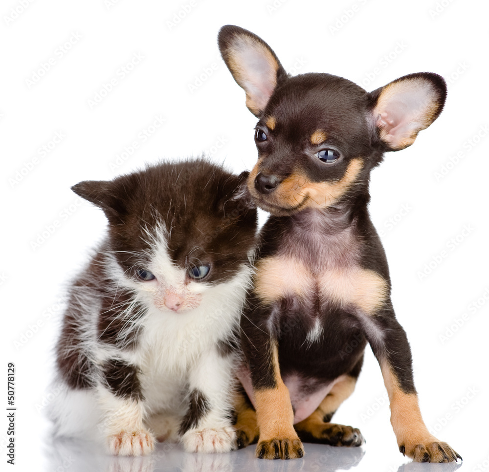 sad kitten and smiling dog. Isolated on a white